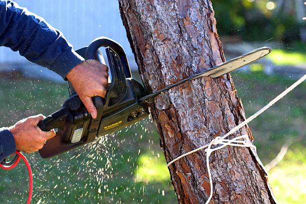 Professional Tree Removal Services in Woodbine, GA